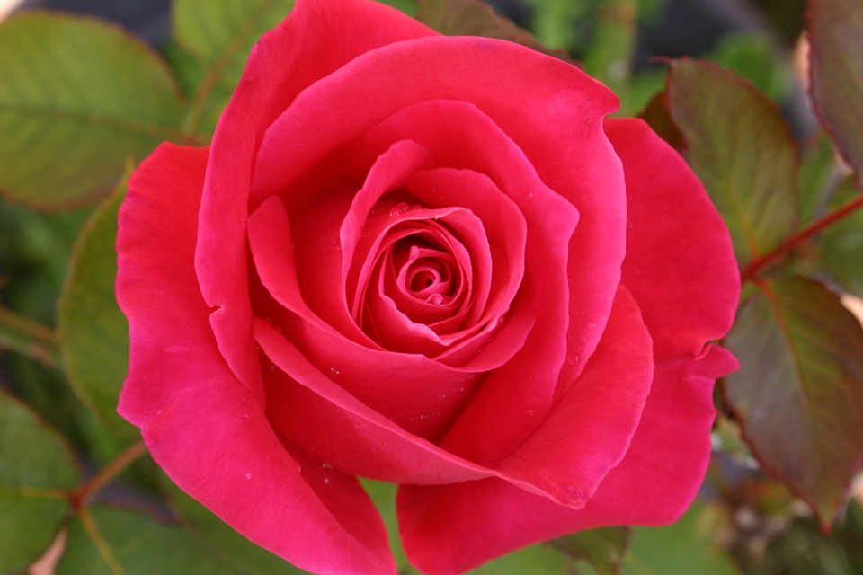 Quanto Tempo Vive uma Rosa? | Mundo Ecologia