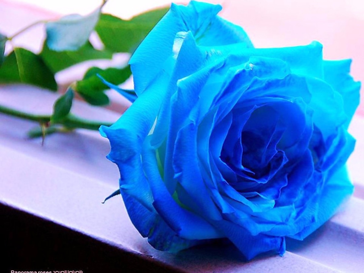 Rosa Azul 