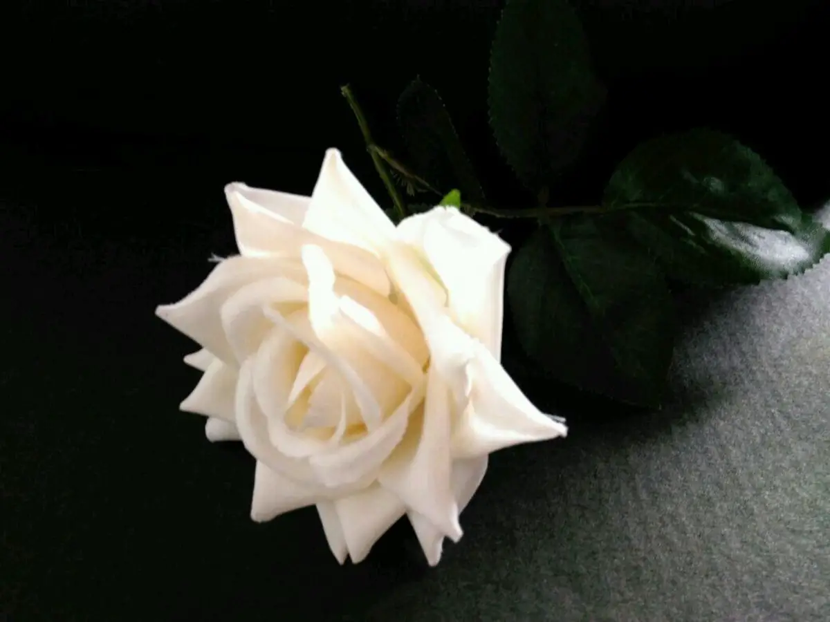 Rosa Branca 