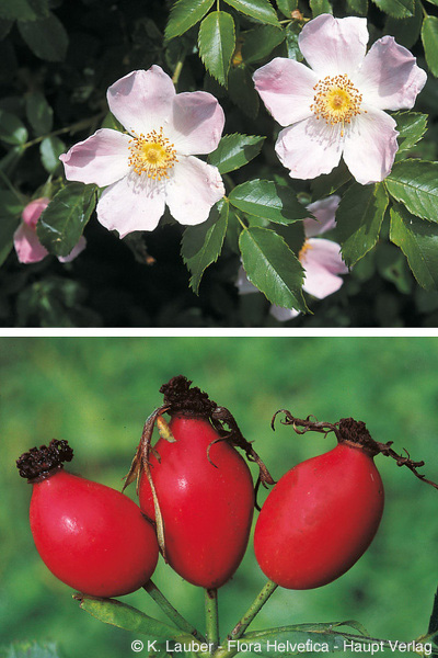 Rosa Canina e Seu Fruto