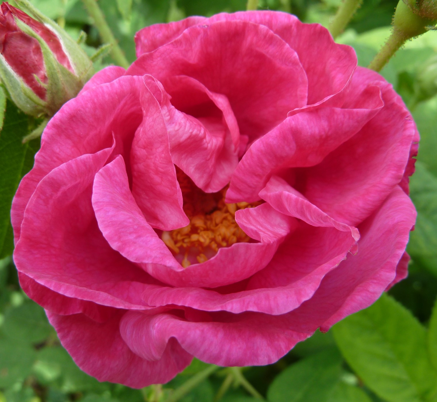 rosa