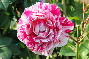 Rosa Mundi