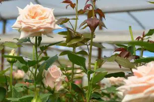 Rosa Plantada em Terra Firme