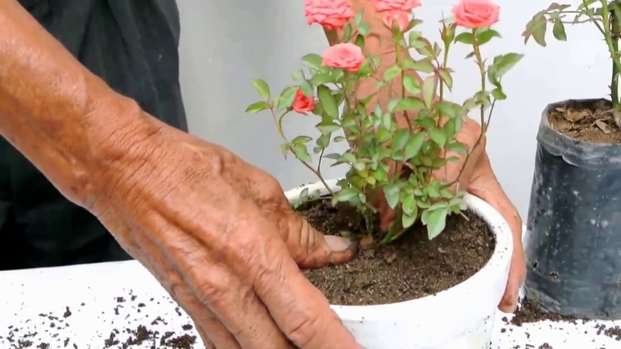 Rosas Miniaturas