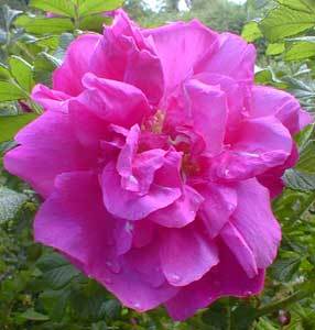 Diferença Entre Rosa Rugosa e Rosa Multiflora