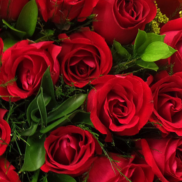 Como Cuidar de Rosas Vermelhas