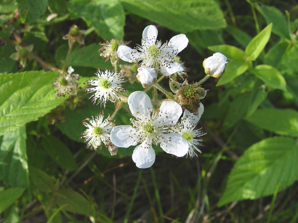 Rubus