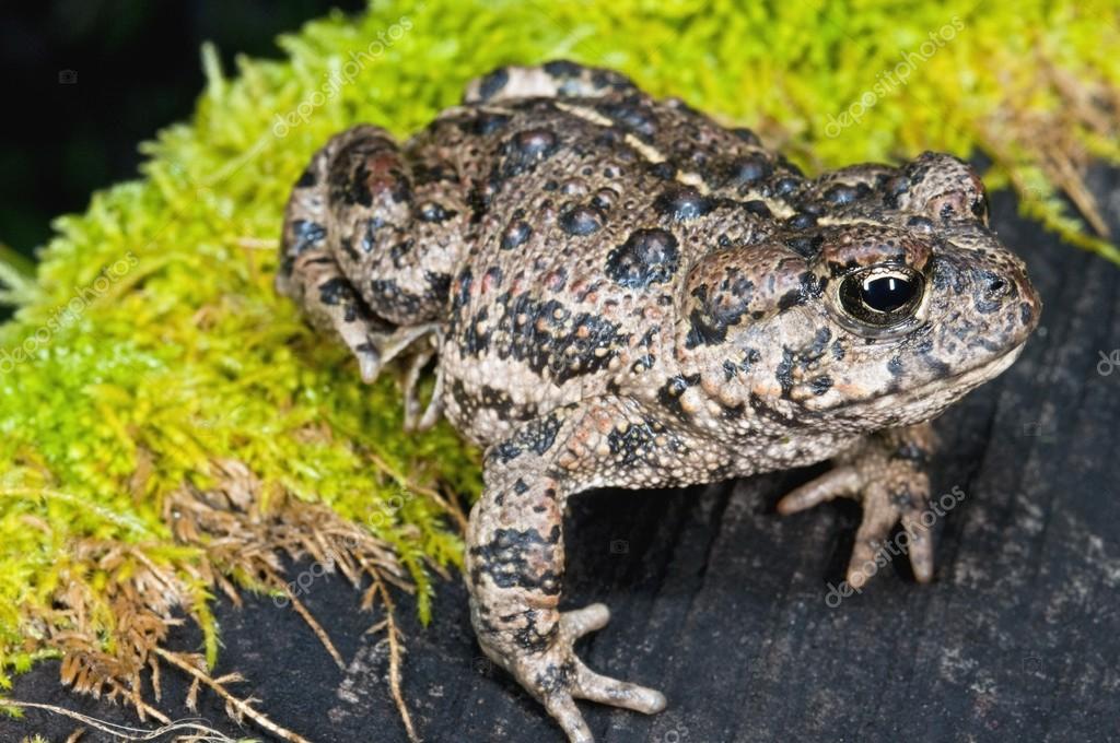 Rã Bufo Boreas