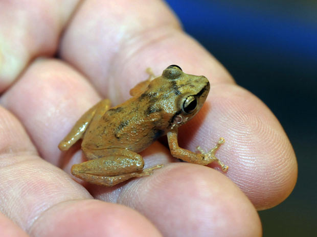 Rã Eleutherodactylus Coqui