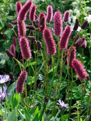 Sanguisorba