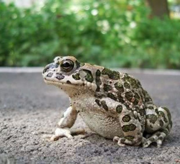 Onde o Sapo Vive? Qual Seu Habitat?
