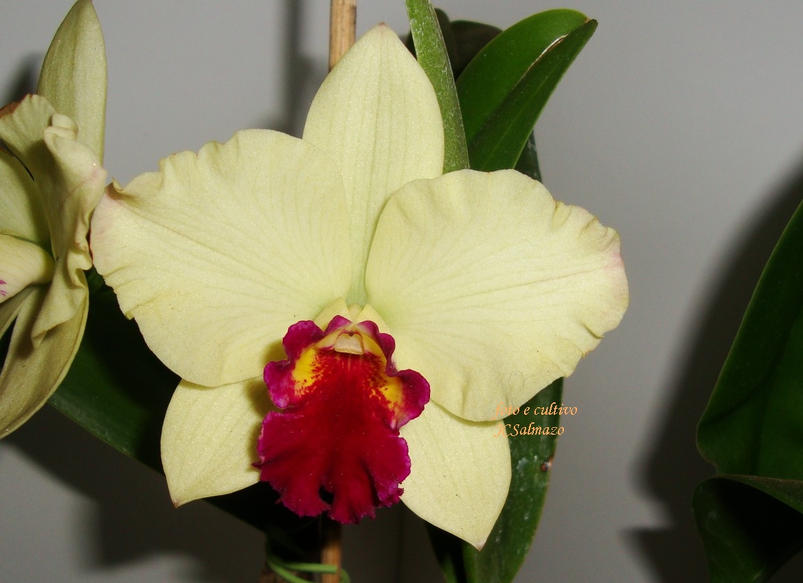 Sophrolaeliocattleya Golden Acclaim 'Richella'