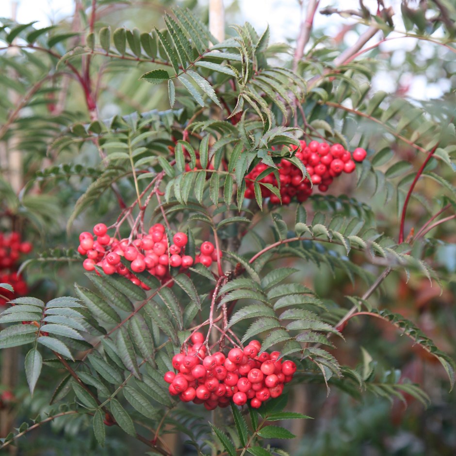 Sorbus