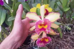 Super Brotar Orquídeas