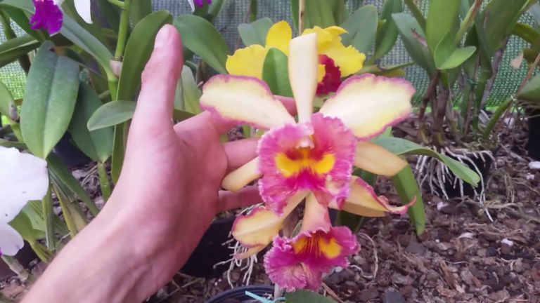 Super Brotar Orquídeas