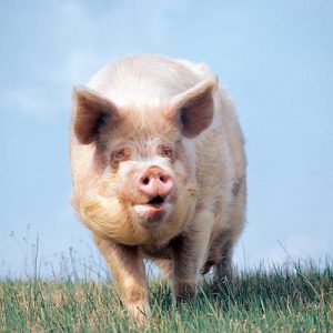 Origem do Porco, História e Importância do Animal | Mundo Ecologia