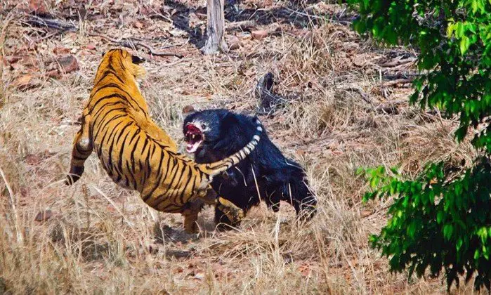Tigre Atacando um Urso-Beiçudo 