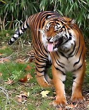 Tigre-da-Indochina: Características, Fotos e Nome Científico