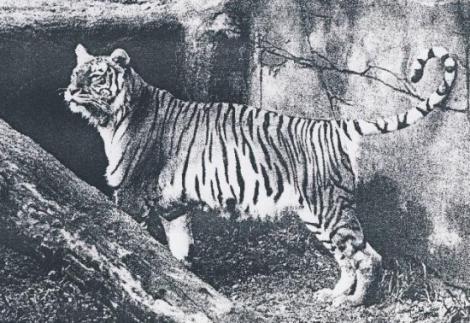 Tigre de Bali: Características, Fotos e Nome Científico