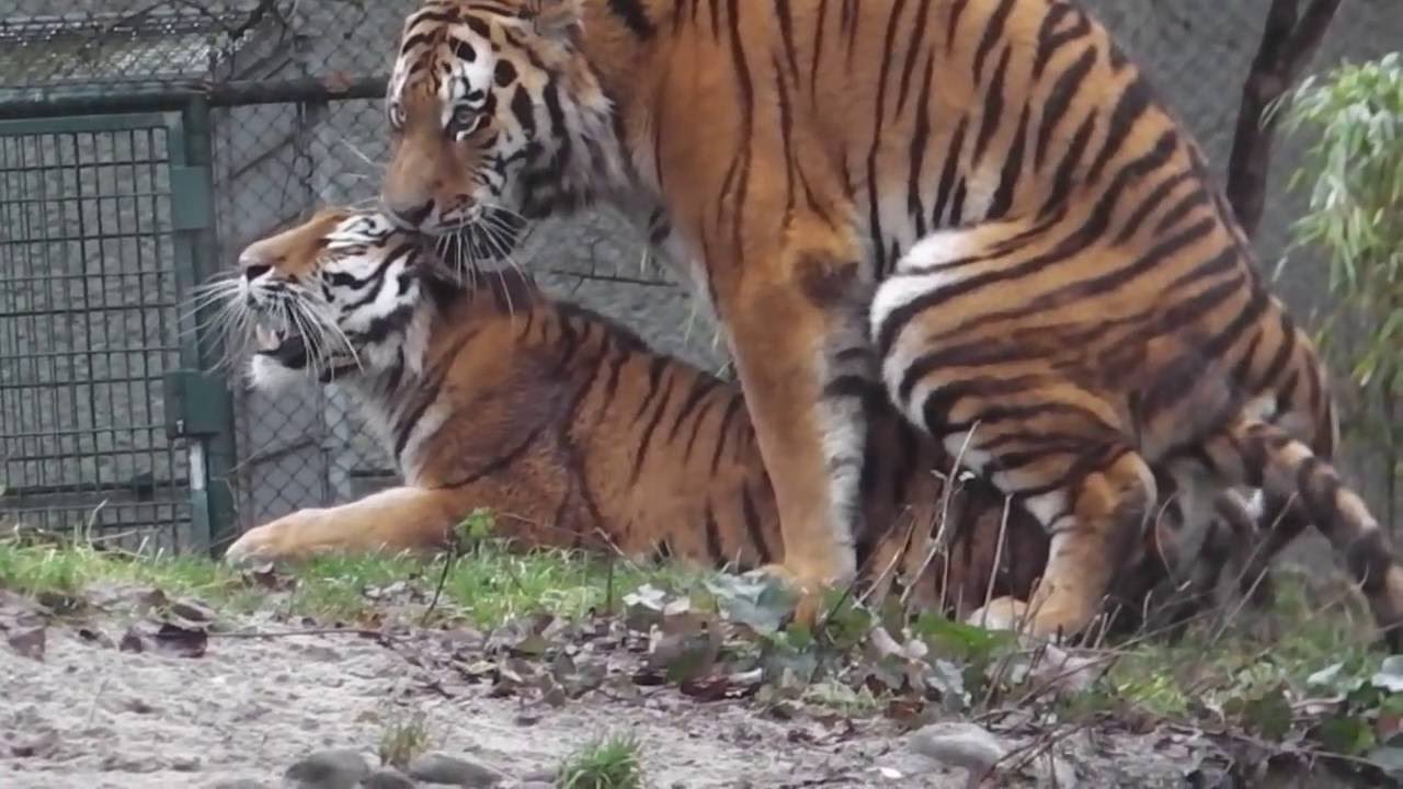 Tigre de Bengala Cruzando