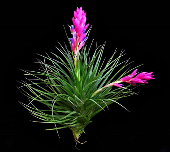 Tillandsia Stricta 