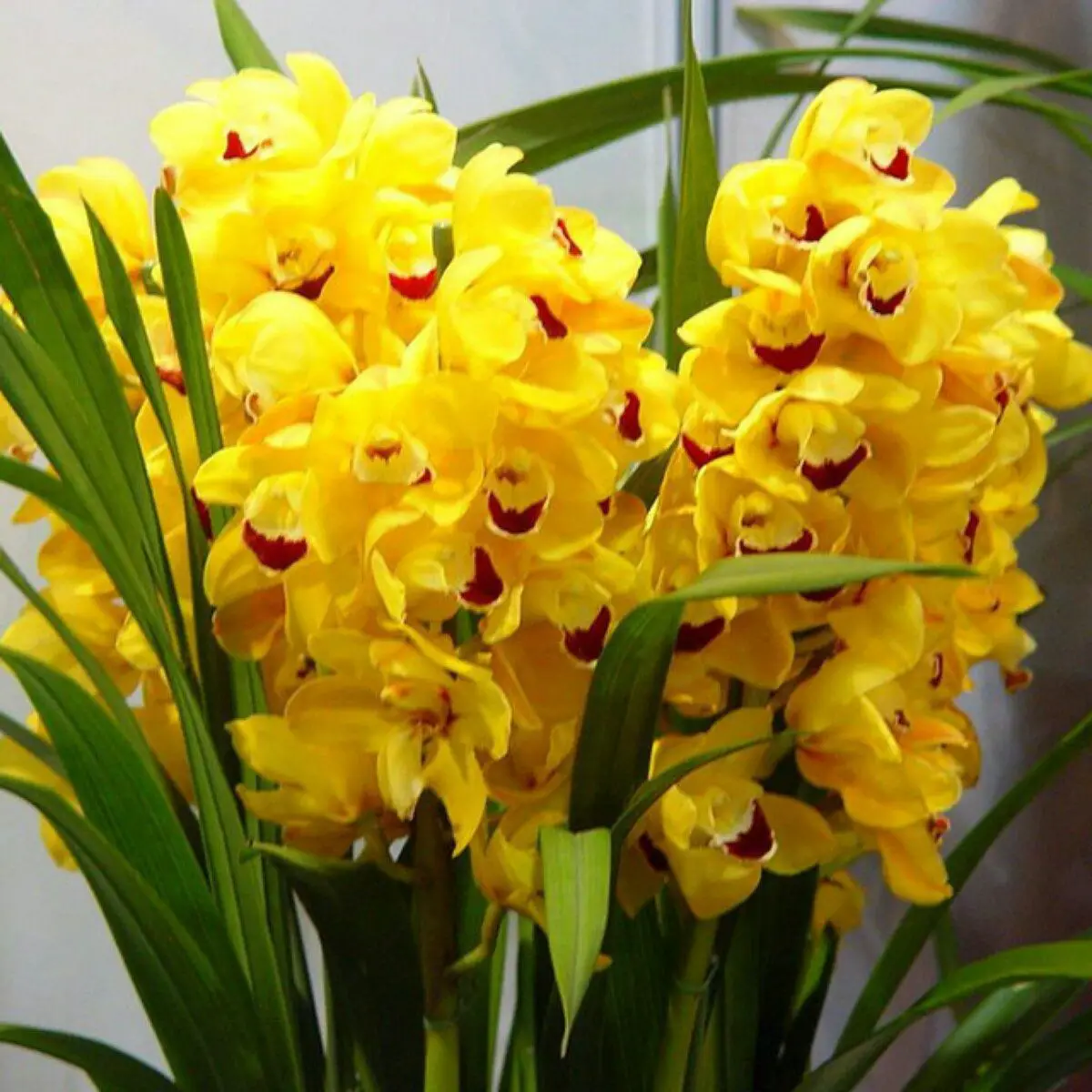 Tipos De Orquídeas Amarelas | Mundo Ecologia