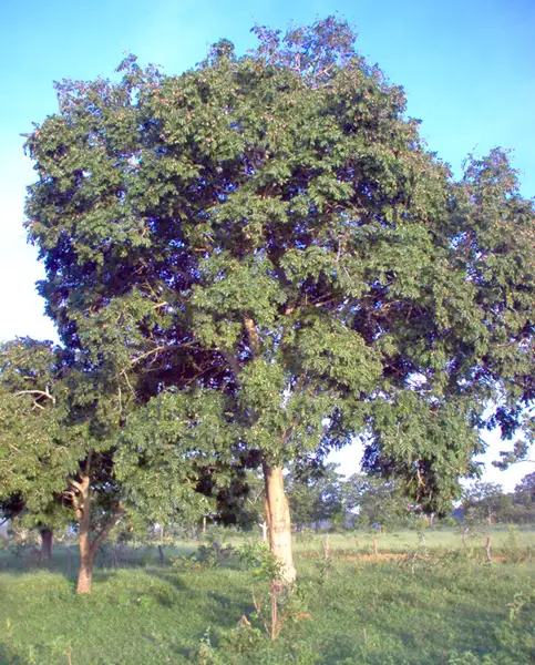 Árvore de Pitanga Azul 