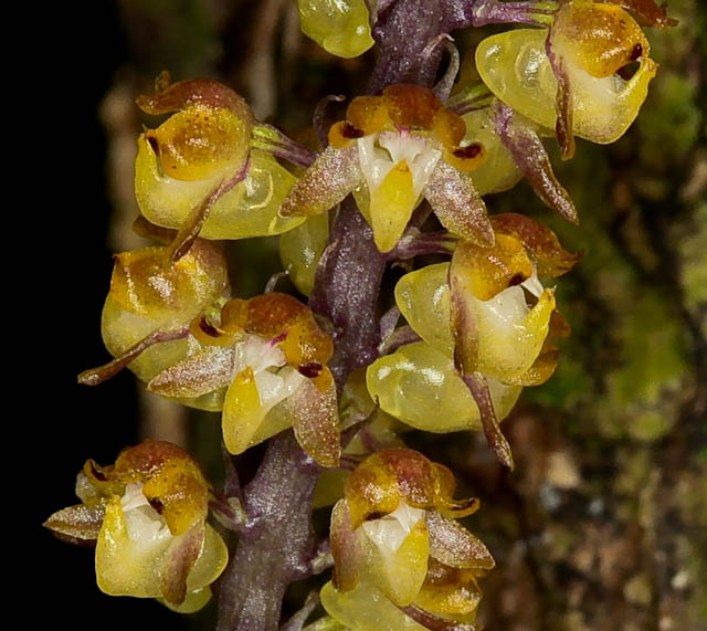 Abdominea Minimiflora 