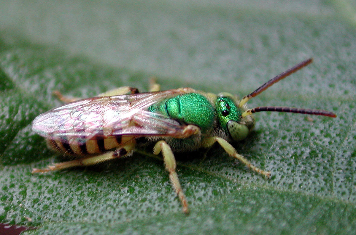 Agapostemon