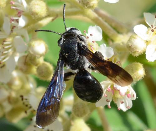 Andrena Afrensis