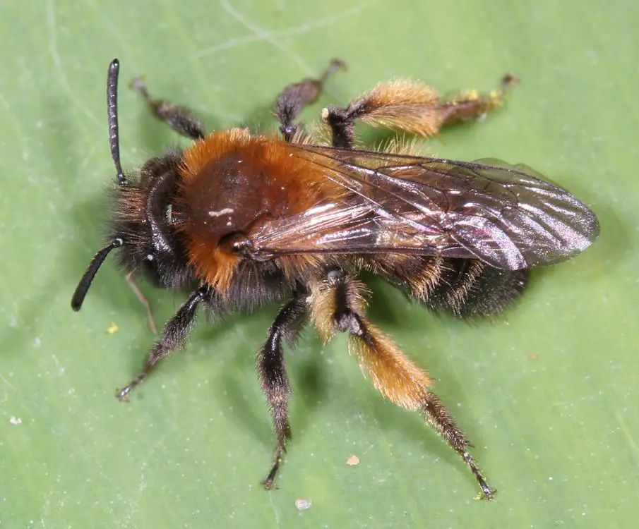 Andrena Bicolor