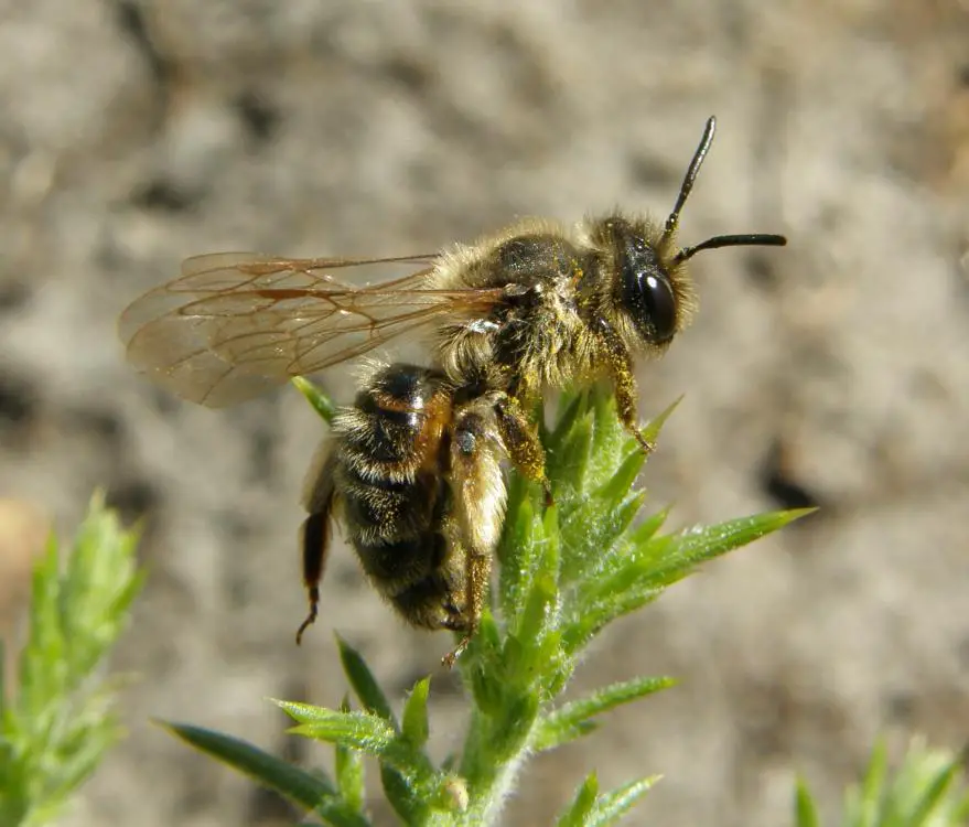 Andrena Bimaculata