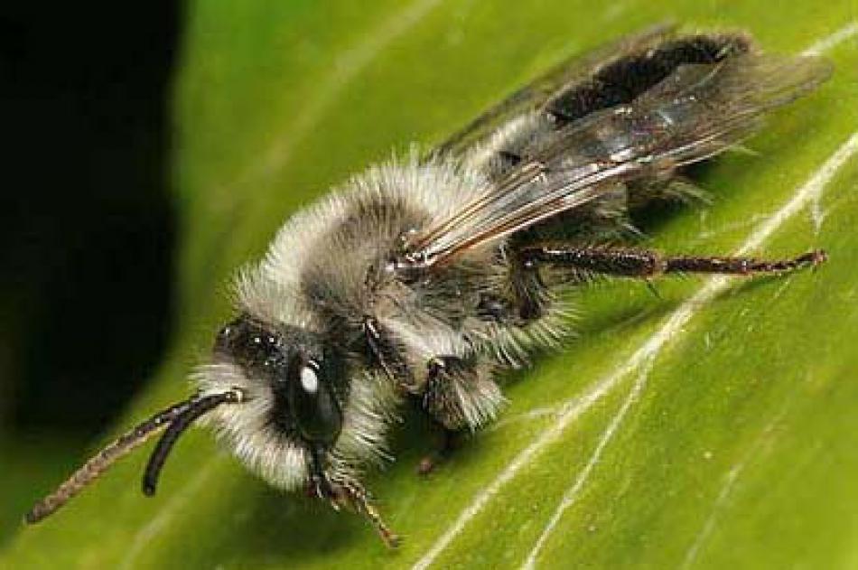 Andrena Cinerea