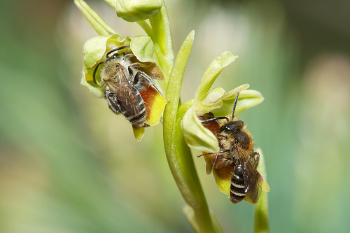 Andrena Combinata