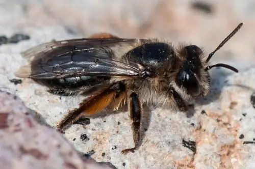 Andrena Cyanomicans