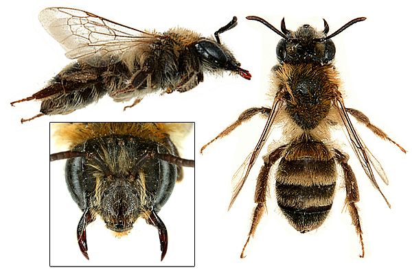 Andrena Fabrella