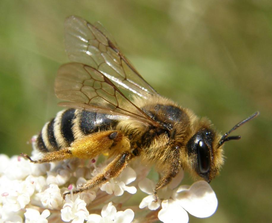 Andrena Flavipes