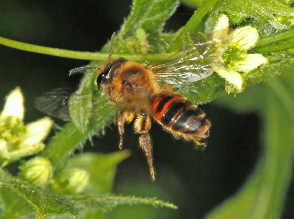 Andrena Florea