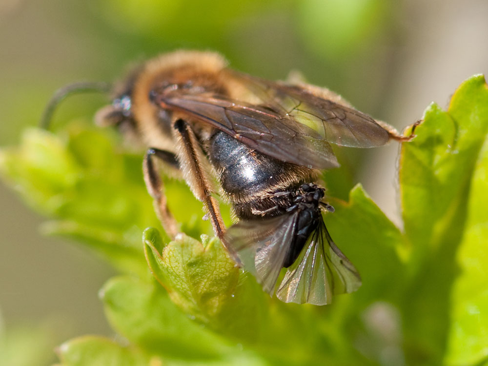 Andrena Florentina