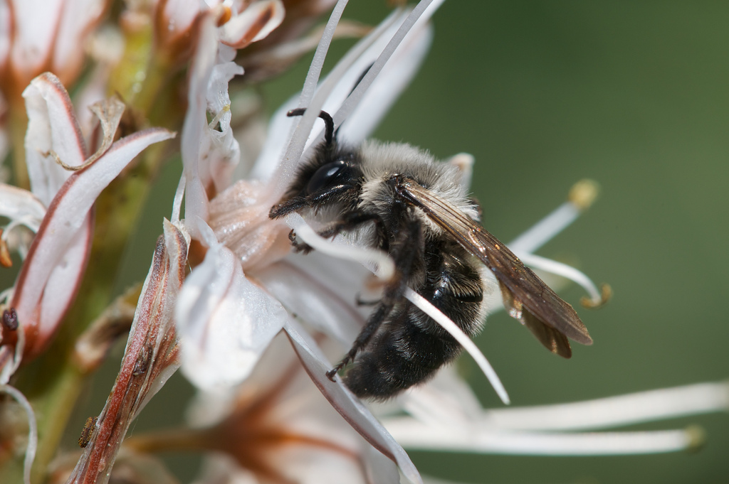 Andrena Hispania