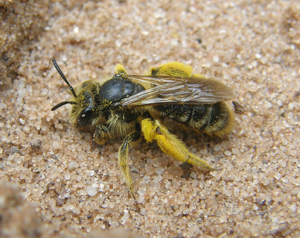 Andrena Humilis