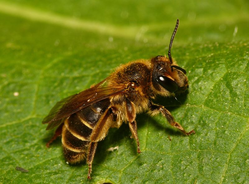 Andrena Labialis