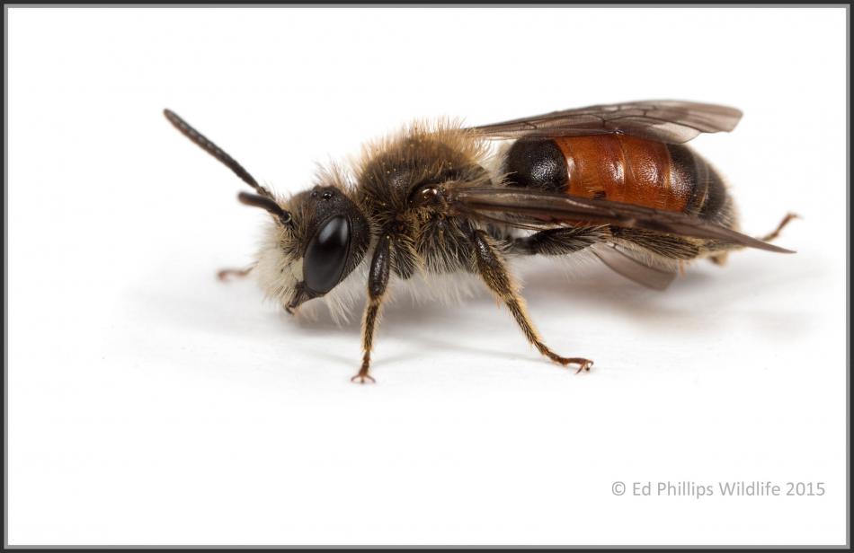 Andrena Labiata