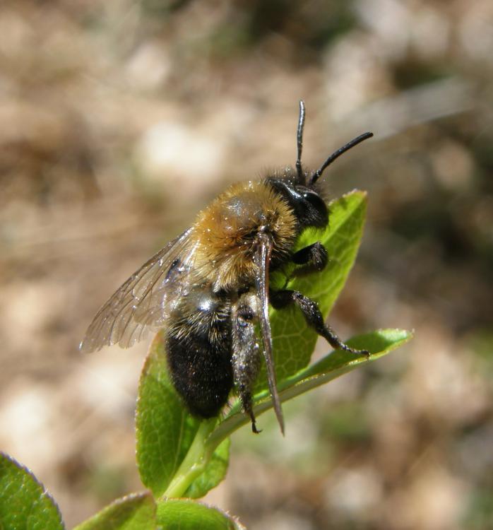 Andrena Lapponica