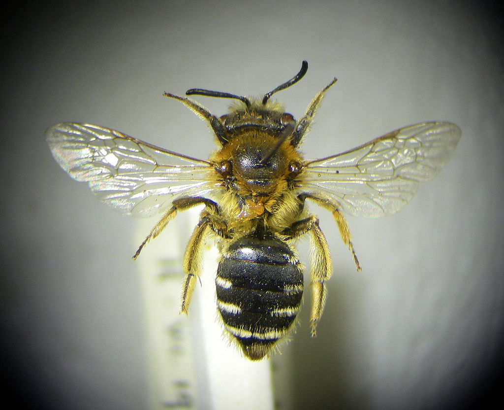 Andrena Lepida