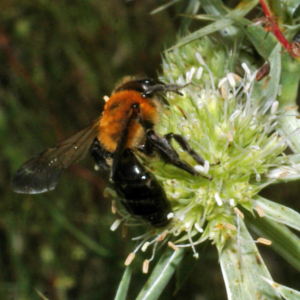 Andrena Limata