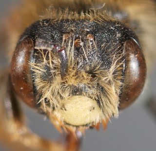 Andrena Limbata