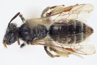 Andrena Mariana