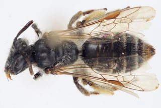 Andrena Mariana