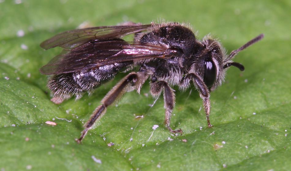 Andrena Minutula